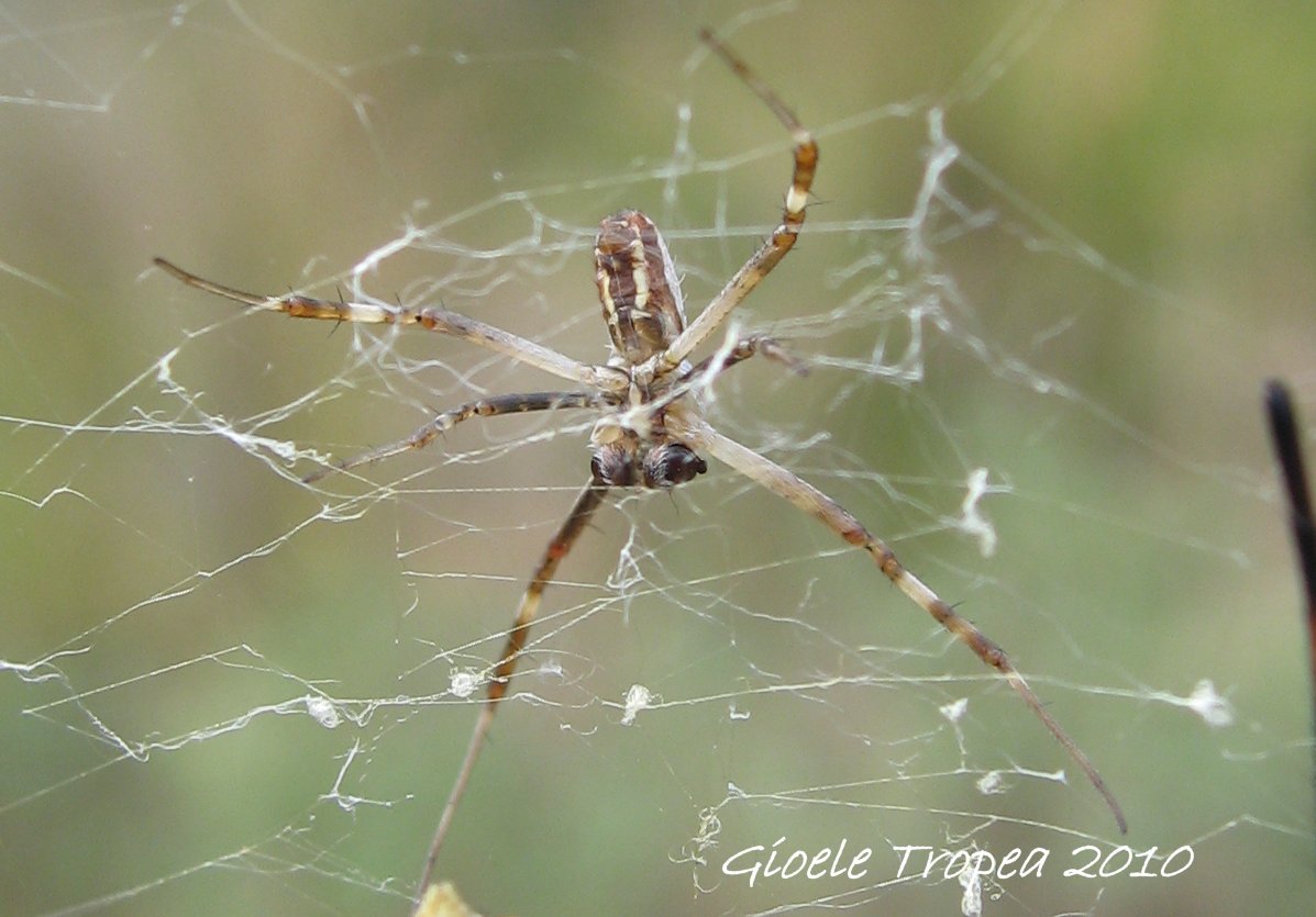 Argiope lobata